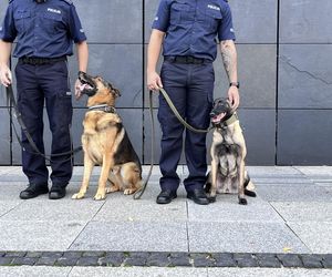 Gala zakończenia wojewódzkich zawodów kynologicznych