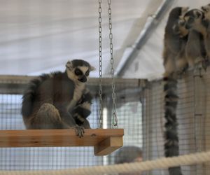 ZooPark ponownie przyciągnął do Targów Lublin tłumy miłośników zwierząt