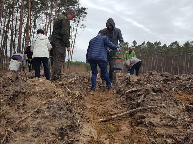 Posadzili kawałek lasu w miejscu wyciętego