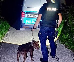  ZŁodzieje ukradli pitbulla.