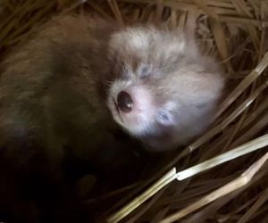 Wielka radość z pandy małej. W Orientarium Zoo Łódź na świat przyszedł trzeci potomek Ofelii i Otella