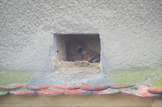 W gnieździe sokołów złożonych zostało 6 jaj