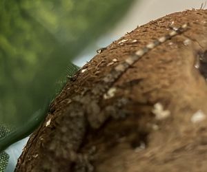 W opakowaniu rukoli znaleziono żywego gekona