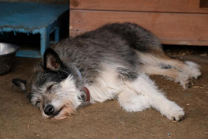 Chaos w schronisku na Paluchu. Wolontariusze skarżą się na dyrekcję do prezydenta