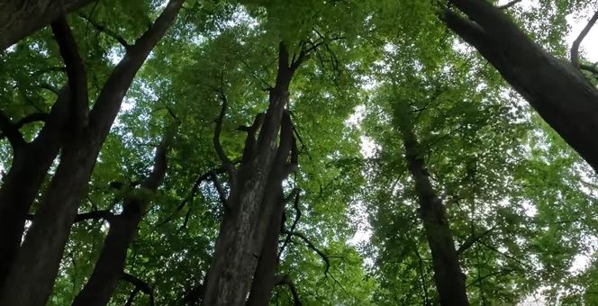 Las Kudra w woj. podlaskim