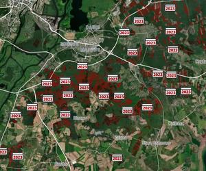 Wycinka lasów w Szczecinie i regionie 