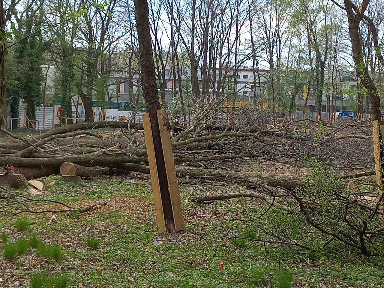 Drzewa zniknęły na Białołęce. Kilkadziesiąt dębów zrobiło miejsce dla nowej inwestycji