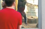 Ziobro wypoczywa w zoo
