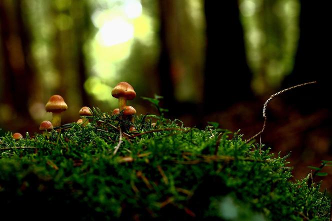 Jak się nie zgubić w lesie w czasie zbierania grzybów? To musisz wiedzieć! 