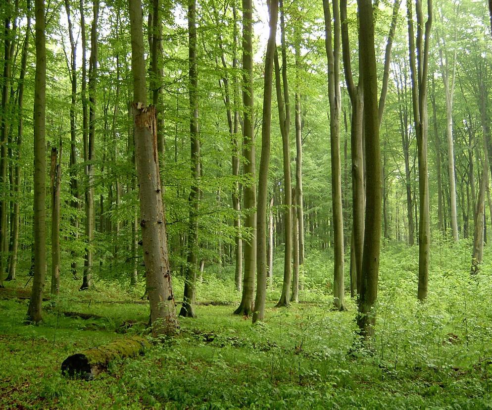 To jeden z najpiękniejszych parków krajobrazowych w regionie