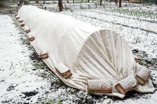 Czym przykryć warzywa zimujące, by przetrwały mróz? Sprawdź sprawdzone metody!
