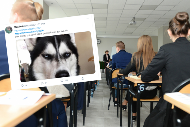 Egzamin Ósmoklasisty 2021: MATEMATYKA. Zadanie o karmie dla psa ROZBAWIŁO uczniów