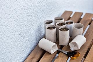 Rolki po papierze toaletowym do przygotowania rozsady