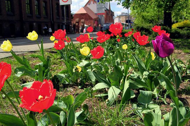 Tulipany na placu Kościeleckich