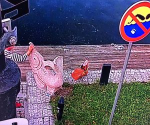Wandal zniszczył bydgoski pomnik! Strażnicy miejscy: Napoił rybę ze swojej puszki