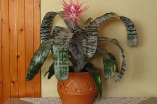 Echmea wstęgowata - Aechmea fasciata