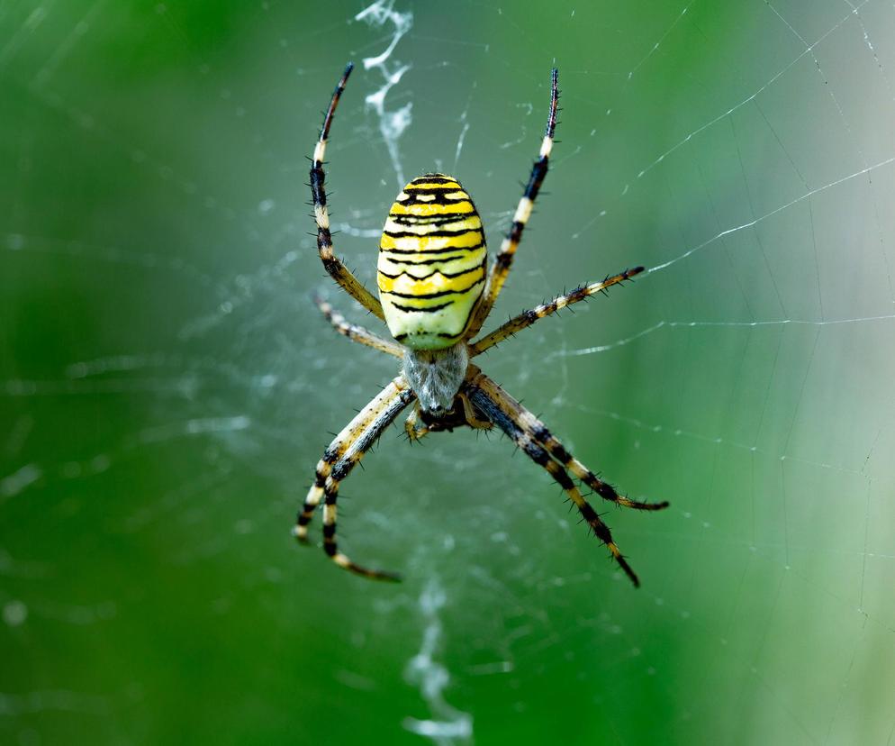 Jadowity pająk panoszy się po Polsce. Czy jest się czego bać?