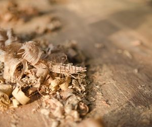 Trociny a nawożenie roślin. Czy trociny to dobry nawóz organiczny?