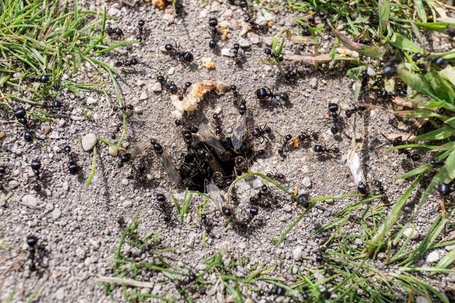 Jak pozbyć się mrówek z ogrodu?