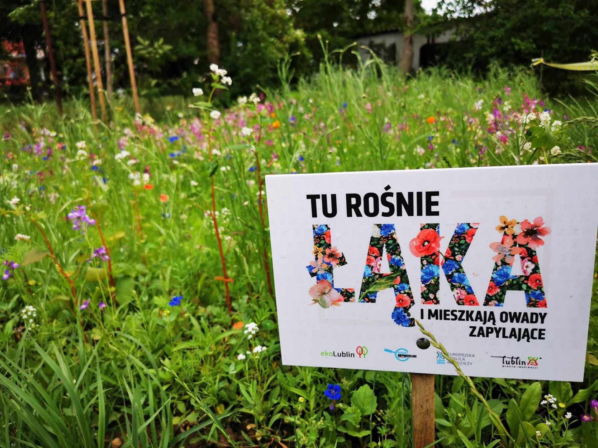 Łaka kwietna przy Szkole podstawowej nr 46 w Lublinie