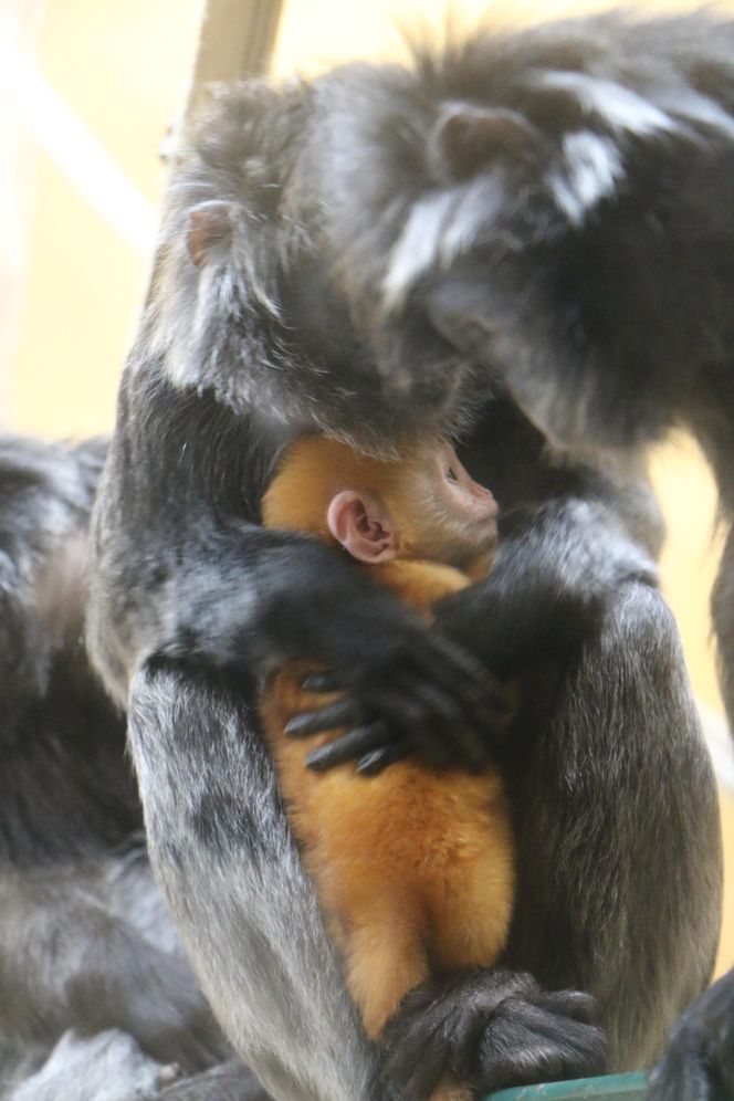 Lutung jawajski w gdańskim zoo