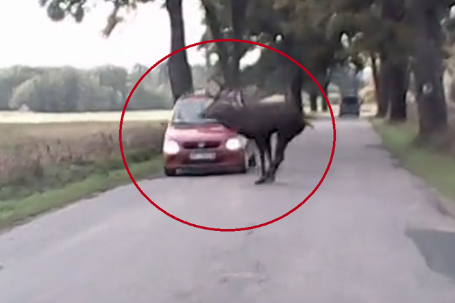 Jeleń przeskoczył nad maską samochodu na drodze pod Olsztynem. Do sieci trafiło nagranie