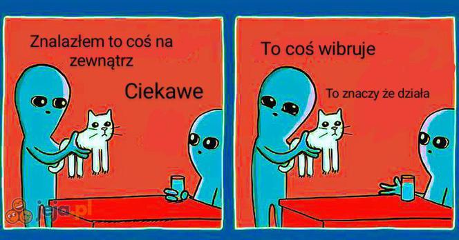 Dzień Kota 2020