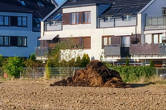 "Śmierdzący" problem na osiedlu. Mieszkańcy mają hałdy obornika pod oknami