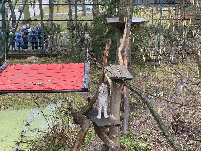 Dzień kota w łódzkim zoo. To doskonała okazja na obserwowanie nowego osobnika