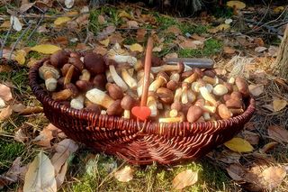 Listopadowe grzybobranie w świętokrzyskich lasach 