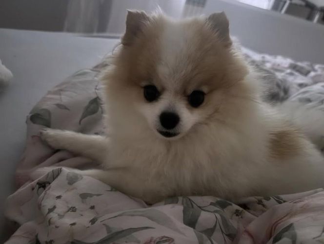 Daisy Najman, pies Marcina Najmana