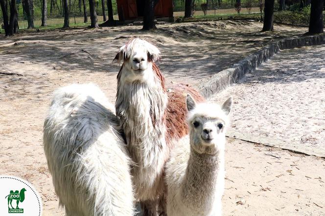 Chorzów: Otwarcie zoo i OGROMNA kolejka! Każdy chce zobaczyć pingwiny