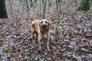 Ktoś przywiązał suczkę do drzewa i zostawił na pewną śmierć! Policja szuka właściciela [ZDJĘCIA]