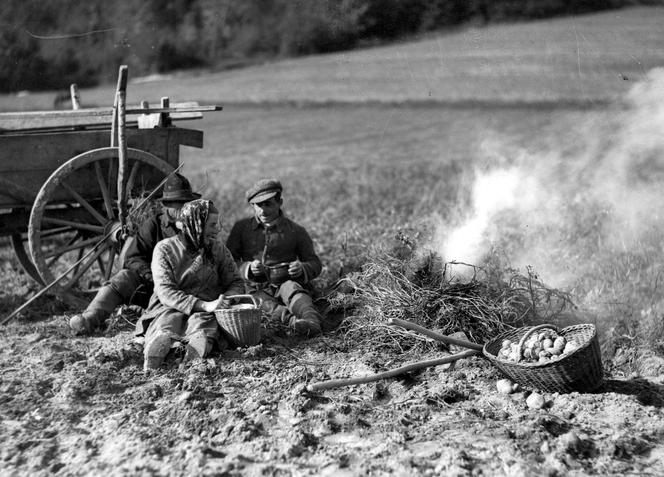 Chłopi podczas wykopków w 1934 ogrzewają się przy ognisku z łętów (wyschniętych łodyg ziemniaków)