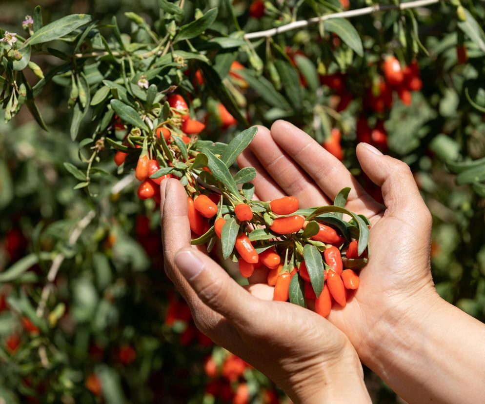 Rośliny pomogą tam, gdzie zawodzą antybiotyki? Ważne badania wrocławskich naukowców