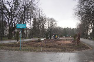 Wycinka żywotników ze skweru w Parku Planty 