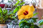 Hibiskus