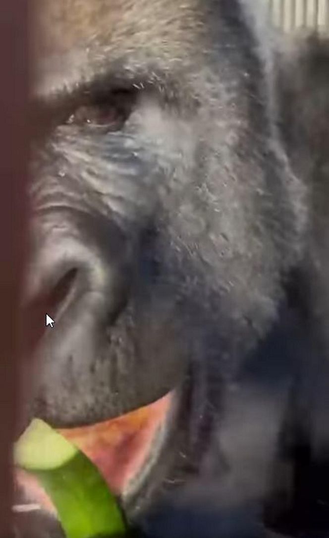 Goryli amant wyruszył na randkę życia. Bwana założy rodzinę w Szwajcarii. „Będziemy tęsknić”