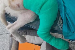 Szczeniak Fado marzy o zdrowych łapkach