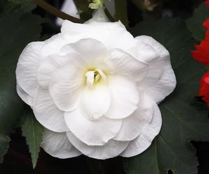 Begonia bulwiasta