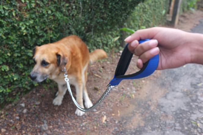 Właścicielom czworonogów nie pozostaje nic innego jak zgłaszać brak torebek lub awarię w dystrybutorze do Dyżurnego Inżyniera Miasta pod całodobowym numerem telefonu.