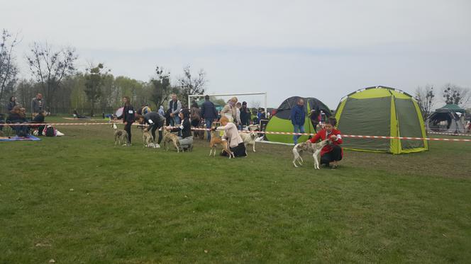 39 Krajowa Wystawa Psów Rasowych Gliwice 2017