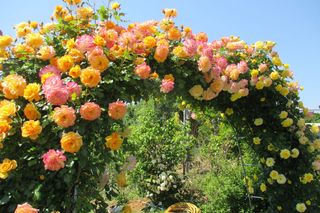 Róże pnące na podporach