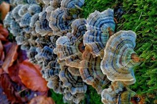 Grzybobranie Leśne Wojaże 