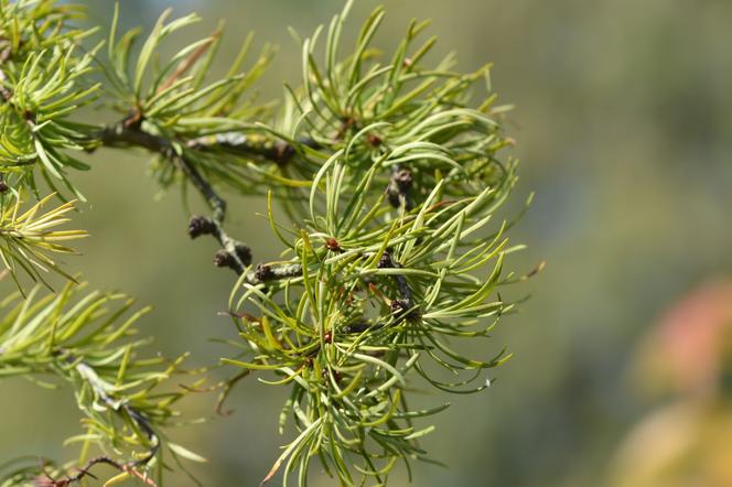 Modrzew japoński 'Diana' - Larix kaempferi 'Diana'