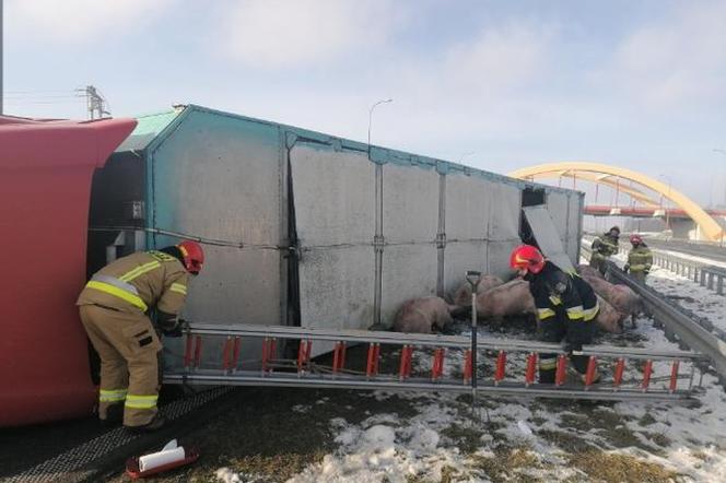 A1 zablokowana. Trzoda chlewna biega po autostradzie