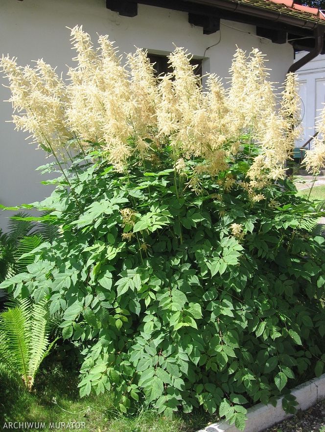 Parzydło leśne - Aruncus dioicus