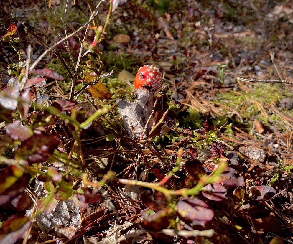 Nalewki z muchomora zdobywają popularność. Mogą uszkodzić wątrobę