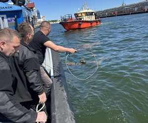 Młody jelonek wpadł do kanału portowego w Gdańsku. Uratowała go załoga Pioruna