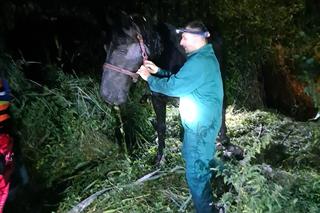 Nietypowa interwencja strażaków. Wyciągali konia z bagien